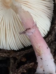 Leucoagaricus roseilividus
