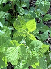 Ptelea trifoliata