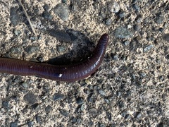 Lumbricus