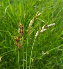 Carex leporina