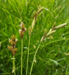 Carex leporina