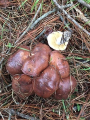Suillus brevipes