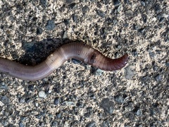 Lumbricus
