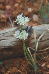Allium lacunosum davisiae