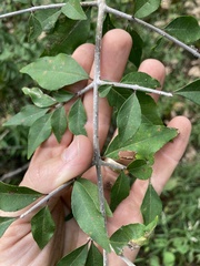 Forestiera acuminata
