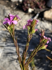 Acmadenia obtusata
