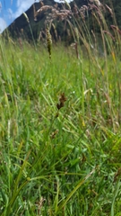 Carex leporina