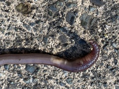 Lumbricus