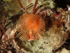 Serpula vermicularis