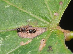 Pseudomyrmex ejectus