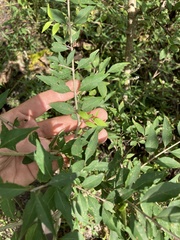 Forestiera acuminata