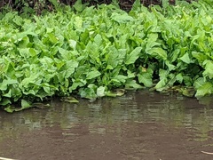 Rorippa amphibia