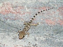 Tenuidactylus caspius