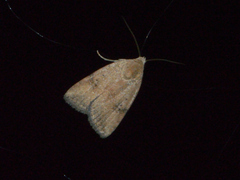 Micrathetis triplex