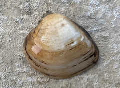 Truncilla truncata