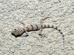 Tenuidactylus caspius