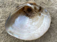 Truncilla truncata