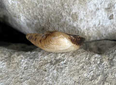 Truncilla truncata