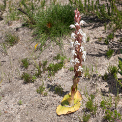 Satyrium candidum