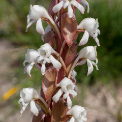 Satyrium candidum