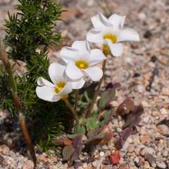 Oxalis punctata