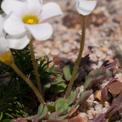 Oxalis punctata