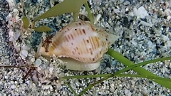 Columbella mercatoria