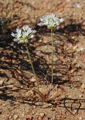 Allium lacunosum davisiae