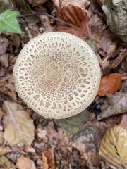 Amanita rubescens