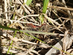 Sympetrum obtrusum