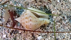 Columbella mercatoria