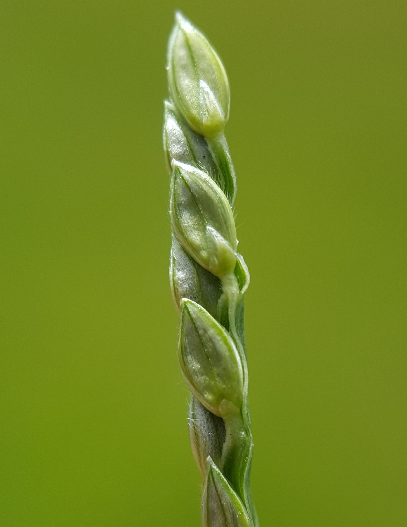 (c) François Rousseu, certains droits réservés (CC BY-NC) https://www.inaturalist.org/observations/138528082