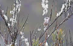 Cistothorus apolinari