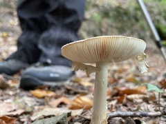 Amanita rubescens