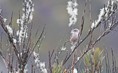 Cistothorus apolinari