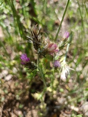 Carduus pycnocephalus