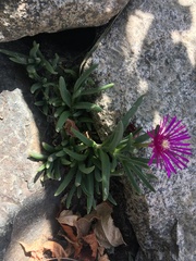 Delosperma