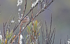 Cistothorus apolinari