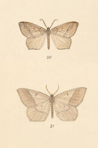 Southern Angle