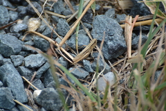 Euchorthippus elegantulus