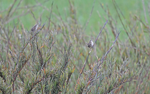 Apolinar's Wren (Cistothorus apolinari), photo 6