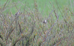 Cistothorus apolinari