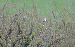 Cistothorus apolinari