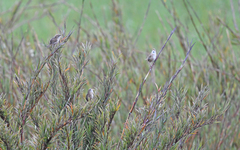 Cistothorus apolinari