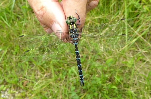 Green-striped Darner photo 5