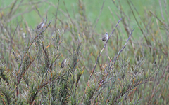 Cistothorus apolinari