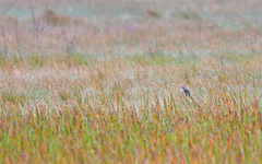 Anthus bogotensis