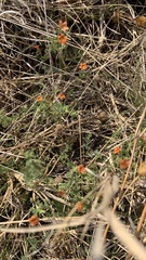 Jamesbrittenia aurantiaca