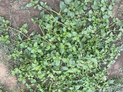 Synedrella nodiflora