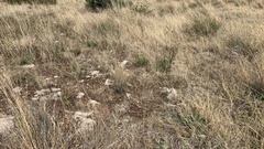 Jamesbrittenia aurantiaca